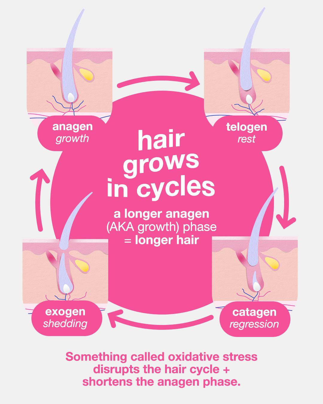 Illustrated diagram of the hair growth cycle showing four stages: anagen (growth), catagen (regression), telogen (rest) and exogen (shedding). Arrows connect each phase in a continuous cycle. The graphic explains that a longer anagen (growth) phase results in longer hair and that oxidative stress can disrupt the cycle by shortening the anagen phase.