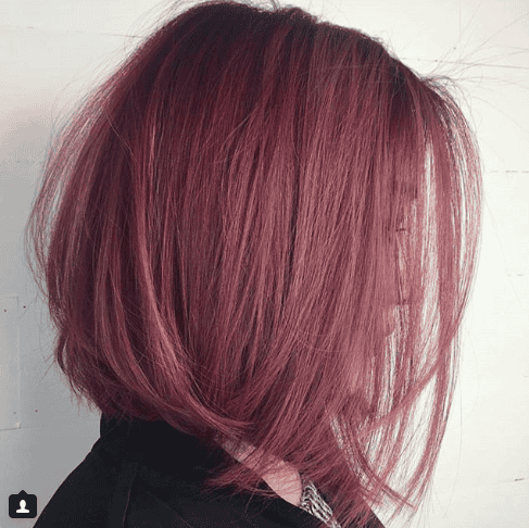 Dusty Violet Rose