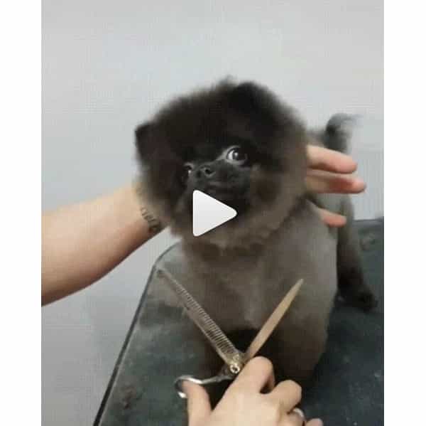 <p>Instagram via: <a href="https://www.instagram.com/behindthechair_com/">@behindthechair_com</a></p><p>Watch the video <a href="https://www.instagram.com/p/Bkn6N7sjDil/?utm_source=ig_share_sheet&igshid=wfcjs3a3safw">here!</a></p>