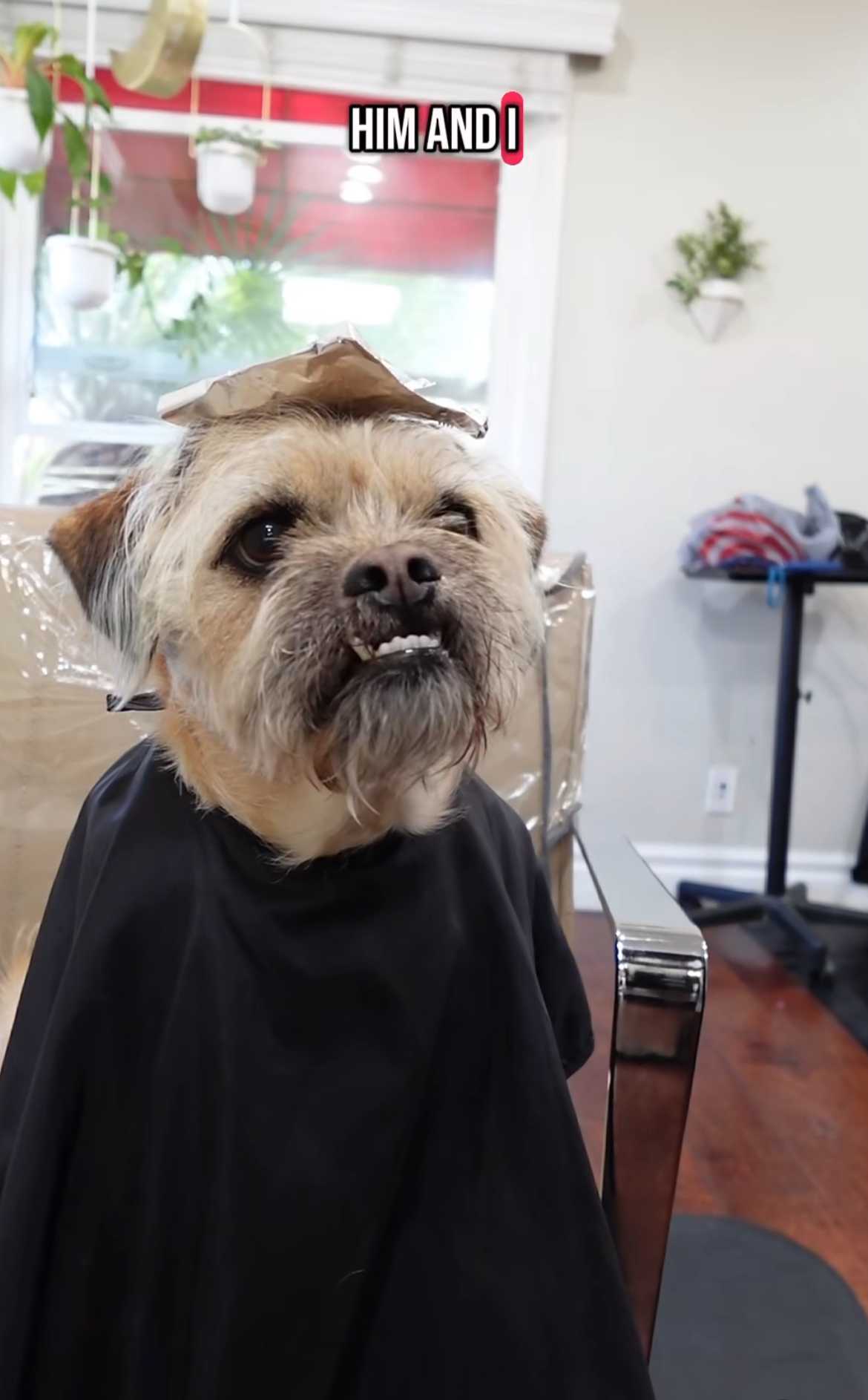 Alexis Kawakami — Funny Video ONESHOT Hair Awards entry