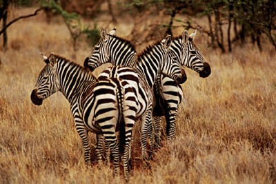 301800Africa6a_orig